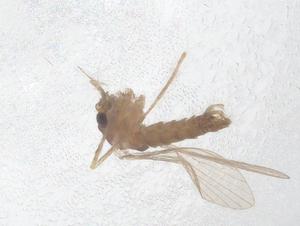  ( - CBG-B20203-A12)  @11 [ ] CreativeCommons - Attribution Share - Alike (2025) Centre for Biodiversity Genomics Centre for Biodiversity Genomics