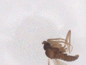  ( - CBG-B02174-C05)  @11 [ ] CreativeCommons - Attribution Share - Alike (2025) Centre for Biodiversity Genomics Centre for Biodiversity Genomics