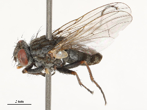  ( - CBG-B02484-B09)  @11 [ ] CreativeCommons - Attribution Share - Alike (2025) CBG Photography Group Centre for Biodiversity Genomics