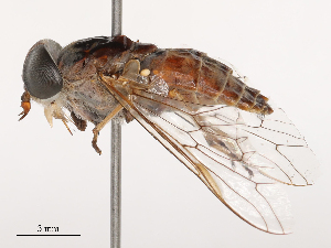  ( - CBG-B02489-A06)  @11 [ ] CreativeCommons - Attribution Share - Alike (2025) CBG Photography Group Centre for Biodiversity Genomics