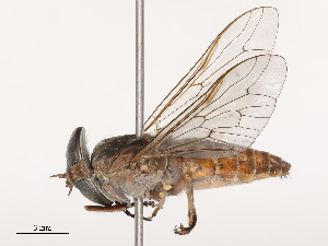  ( - CBG-B02489-A08)  @11 [ ] CreativeCommons - Attribution Share - Alike (2025) CBG Photography Group Centre for Biodiversity Genomics