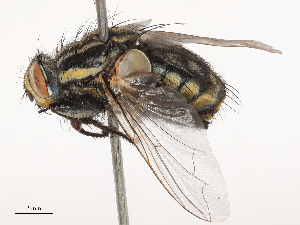  ( - CBG-B02496-B11)  @11 [ ] CreativeCommons - Attribution Share - Alike (2025) CBG Photography Group Centre for Biodiversity Genomics