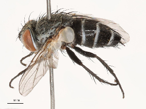  ( - CBG-B02496-F11)  @11 [ ] CreativeCommons - Attribution Share - Alike (2025) CBG Photography Group Centre for Biodiversity Genomics