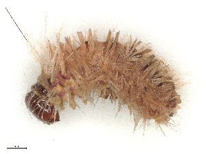  ( - CBG-B02501-H01)  @11 [ ] CreativeCommons - Attribution Share - Alike (2025) CBG Photography Group Centre for Biodiversity Genomics