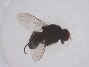  ( - CBG-B02504-B05)  @11 [ ] CreativeCommons - Attribution Share - Alike (2025) Centre for Biodiversity Genomics Centre for Biodiversity Genomics