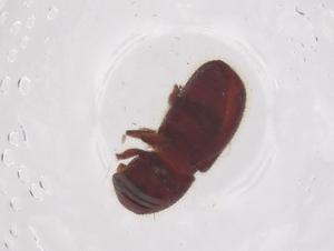  ( - CBG-B03877-E03)  @11 [ ] CreativeCommons - Attribution Share - Alike (2025) Centre for Biodiversity Genomics Centre for Biodiversity Genomics