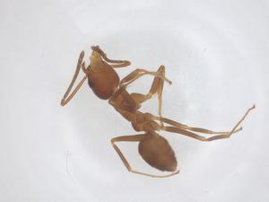  ( - CBG-B03927-E06)  @11 [ ] CreativeCommons - Attribution Share - Alike (2025) Centre for Biodiversity Genomics Centre for Biodiversity Genomics