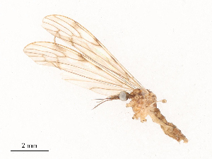  (Geranomyia recisa - CBG-B03941-G09)  @11 [ ] CreativeCommons - Attribution Share - Alike (2025) CBG Photography Group Centre for Biodiversity Genomics