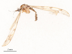  ( - CBG-B03941-G12)  @11 [ ] CreativeCommons - Attribution Share - Alike (2025) CBG Photography Group Centre for Biodiversity Genomics