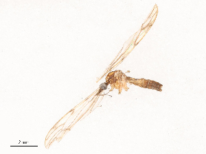  ( - CBG-B03941-H06)  @11 [ ] CreativeCommons - Attribution Share - Alike (2025) CBG Photography Group Centre for Biodiversity Genomics