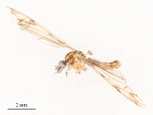  ( - CBG-B03941-H11)  @11 [ ] CreativeCommons - Attribution Share - Alike (2025) CBG Photography Group Centre for Biodiversity Genomics