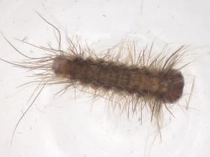  ( - CBG-B03985-H08)  @11 [ ] CreativeCommons - Attribution Share - Alike (2025) Centre for Biodiversity Genomics Centre for Biodiversity Genomics