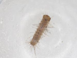  ( - CBG-B03986-F11)  @11 [ ] CreativeCommons - Attribution Share - Alike (2025) Centre for Biodiversity Genomics Centre for Biodiversity Genomics