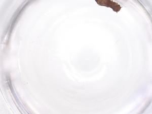  ( - CBG-B03992-E01)  @11 [ ] CreativeCommons - Attribution Share - Alike (2025) Centre for Biodiversity Genomics Centre for Biodiversity Genomics