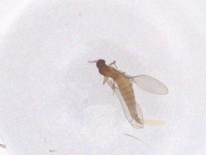  ( - CBG-B04103-D09)  @11 [ ] CreativeCommons - Attribution Share - Alike (2025) Centre for Biodiversity Genomics Centre for Biodiversity Genomics