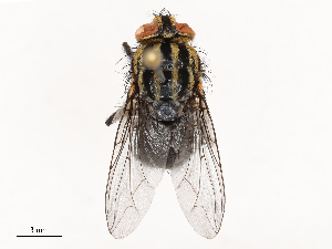  (Peckia resona - CBG-B04128-C01)  @11 [ ] CreativeCommons - Attribution Share - Alike (2025) CBG Photography Group Centre for Biodiversity Genomics