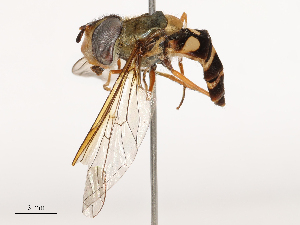  ( - CBG-B04128-C03)  @11 [ ] CreativeCommons - Attribution Share - Alike (2025) CBG Photography Group Centre for Biodiversity Genomics