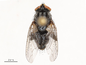  ( - CBG-B04128-D05)  @11 [ ] CreativeCommons - Attribution Share - Alike (2025) CBG Photography Group Centre for Biodiversity Genomics