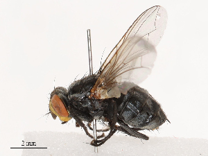  ( - CBG-B04128-E02)  @11 [ ] CreativeCommons - Attribution Share - Alike (2025) CBG Photography Group Centre for Biodiversity Genomics