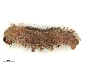  ( - CBG-B04136-H11)  @11 [ ] CreativeCommons - Attribution Share - Alike (2025) CBG Photography Group Centre for Biodiversity Genomics