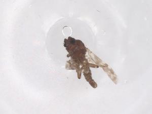  (Culicoides venezuelensis - CBG-B05036-D07)  @11 [ ] CreativeCommons - Attribution Share - Alike (2025) Centre for Biodiversity Genomics Centre for Biodiversity Genomics