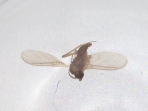  ( - CBG-B20342-D02)  @11 [ ] CreativeCommons - Attribution Share - Alike (2025) Centre for Biodiversity Genomics Centre for Biodiversity Genomics