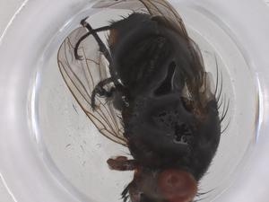  ( - CBG-B20448-B08)  @11 [ ] CreativeCommons - Attribution Share - Alike (2025) Centre for Biodiversity Genomics Centre for Biodiversity Genomics