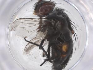  (Chetogena peruviana - CBG-B20449-H08)  @11 [ ] CreativeCommons - Attribution Share - Alike (2025) Centre for Biodiversity Genomics Centre for Biodiversity Genomics