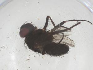  ( - CBG-B20450-B02)  @11 [ ] CreativeCommons - Attribution Share - Alike (2025) Centre for Biodiversity Genomics Centre for Biodiversity Genomics