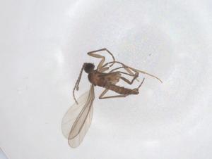  ( - CBG-B20478-C10)  @11 [ ] CreativeCommons - Attribution Share - Alike (2025) Centre for Biodiversity Genomics Centre for Biodiversity Genomics