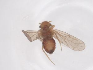  ( - CBG-B20720-E08)  @11 [ ] CreativeCommons - Attribution Share - Alike (2025) Centre for Biodiversity Genomics Centre for Biodiversity Genomics