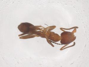  ( - CBG-B20762-B03)  @11 [ ] CreativeCommons - Attribution Share - Alike (2025) Centre for Biodiversity Genomics Centre for Biodiversity Genomics