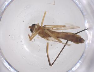  (Chironomus xanthus - CBG-B20787-G04)  @11 [ ] CreativeCommons - Attribution Share - Alike (2025) Centre for Biodiversity Genomics Centre for Biodiversity Genomics