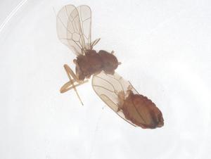  ( - CBG-B20958-C01)  @11 [ ] CreativeCommons - Attribution Share - Alike (2025) Centre for Biodiversity Genomics Centre for Biodiversity Genomics