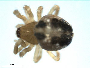  ( - CCDB-08823-A02)  @12 [ ] CC-0  Gergin Blagoev, Biodiversity Intitute of Ontario Unspecified