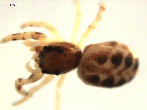  ( - CCDB-08823-A10)  @12 [ ] CC-0  Gergin Blagoev, Biodiversity Intitute of Ontario Unspecified
