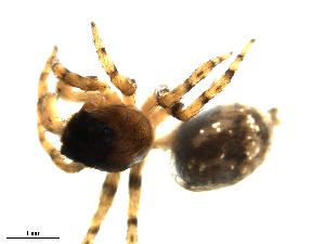  ( - CCDB-08823-B07)  @12 [ ] CC-0  Gergin Blagoev, Biodiversity Intitute of Ontario Unspecified