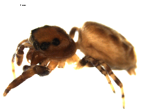  ( - CCDB-08823-H05)  @12 [ ] CC-0  Gergin Blagoev, Biodiversity Intitute of Ontario Unspecified