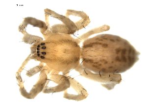  (Anyphaena pectorosa - CCDB-08823-H10)  @14 [ ] CC-0  Gergin Blagoev, Biodiversity Intitute of Ontario Unspecified