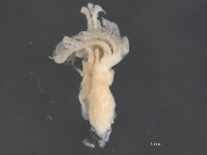  (Hydroides ezoensis - BIOUG03788-C03)  @11 [ ] CreativeCommons - Attribution (2014) CBG Photography Group Centre for Biodiversity Genomics