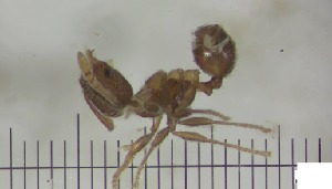  (Pheidole ACZ5524 - RE21-AT1-FOR-0310)  @11 [ ] CreativeCommons - Attribution Non-Commercial (by-nc) (2021) Unspecified Technischer Universität Darmstadt