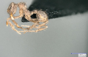  (Apterostigma sp. 1 - RE21-AT1-FOR-0125)  @11 [ ] CreativeCommons - Attribution Non-Commercial (by-nc) (2021) Unspecified Technischer Universität Darmstadt