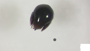  (Galumnellidae - RE21-AT1-ORI-0478)  @11 [ ] CreativeCommons - Attribution Non-Commercial (by-nc) (2021) Unspecified Technischer Universität Darmstadt