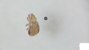  (Trhypochthoniidae_incertae_sedis - RE21-AT1-ORI-0589)  @11 [ ] CreativeCommons - Attribution Non-Commercial (by-nc) (2021) Unspecified Technischer Universität Darmstadt