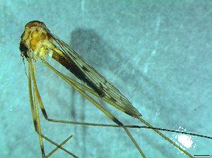  (Metalimnobia sp - bf-dip-00128)  @12 [ ] CreativeCommons - Attribution Non-Commercial Share-Alike (2015) Kjell Magne Olsen BioFokus