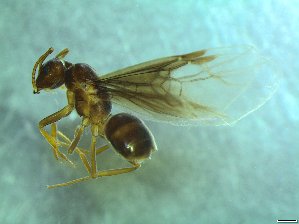  ( - bf-for-00001)  @12 [ ] CreativeCommons - Attribution Share-Alike (2016) Olsen, K.M. BioFokus