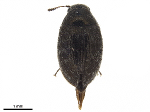  ( - BIOUG02654-B12)  @11 [ ] CreativeCommons - Attribution (2019) CBG Photography Group Centre for Biodiversity Genomics