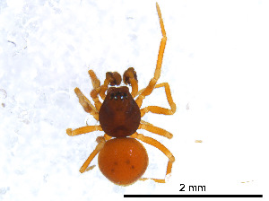  ( - BIOUG01027-F11)  @11 [ ] CreativeCommons - Attribution Non-Commercial Share-Alike (2015) M. Alex Smith Research Collection of M. Alex Smith