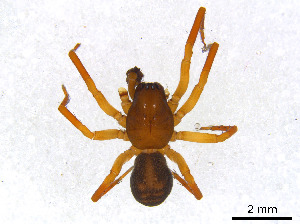  (Amaurobius borealis - BIOUG01027-H05)  @15 [ ] CreativeCommons - Attribution Non-Commercial Share-Alike (2015) M. Alex Smith Research Collection of M. Alex Smith