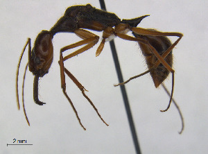  (Odontomachus hastatus - CCDB-32045-C02)  @13 [ ] CreativeCommons  Attribution Non-Commercial Share-Alike (2018) M. Alex Smith University of Guelph